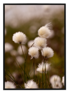 Beige flower