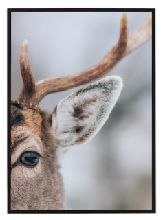 Deer N1