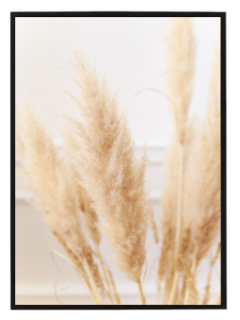 Pampas