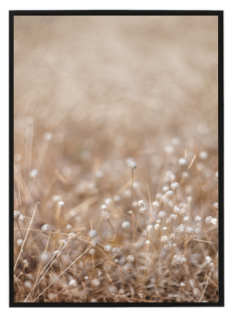 Dry grass