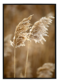 Pampas beige