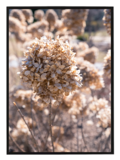 Hydrangea dry