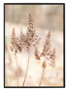 Beige grass