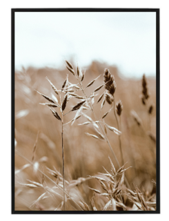 Dry grass N4
