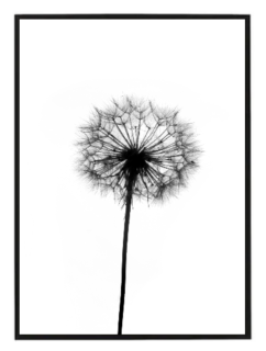 Dandelion minimalist