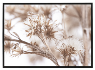 Dry grass N3