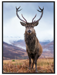 Deer N1