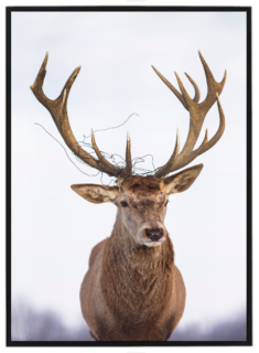 Deer nature