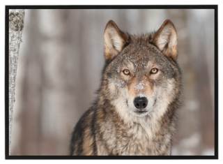 Wolf in winter