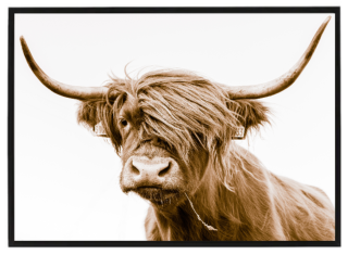 Highland cow white background