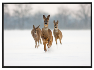 Baby deer in winter