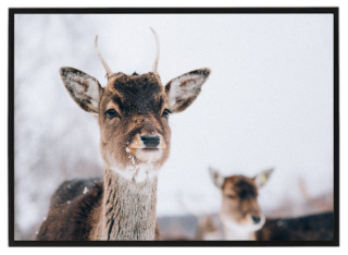 Baby deer Winter 