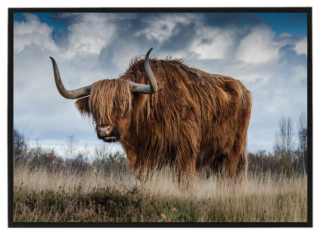 Highland cow in nature
