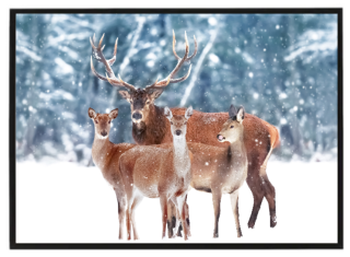 Beautiful group of deer 