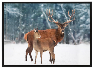 Beautiful group of deer 2