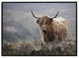 Highland cow 