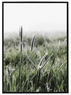 Green grass