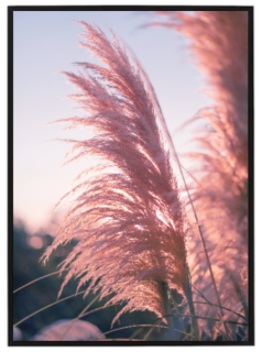 Dry grass PINK