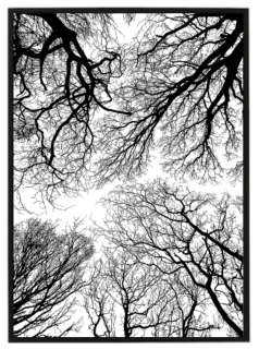 Černobílé koruny stromů