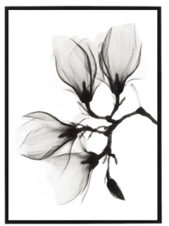 Černobílá magnolie