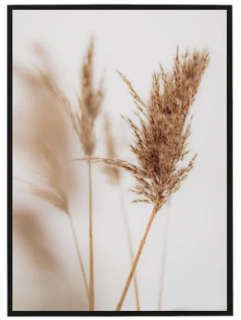 Dry grass N2