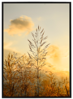 Dry grass N3