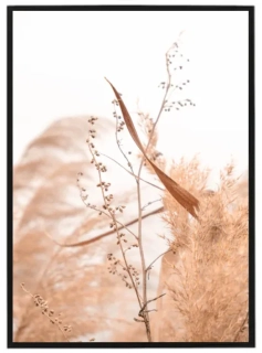 Dry grass N4