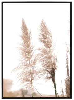 Pampas N1
