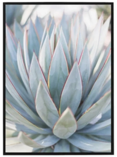 Succulent