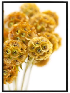 Scabiosa stellata