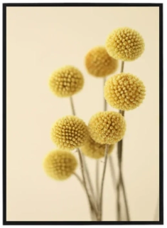 Craspedia globosa