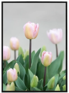 Tulipány 