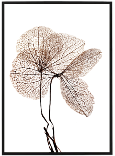 Dry beige leaf