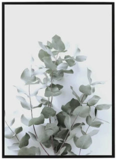 Eukalyptus