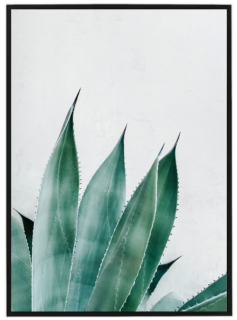 Succulent
