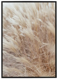 Dry grass