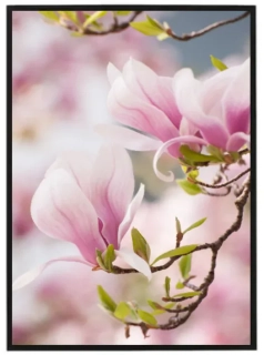 Magnolie