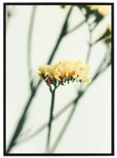 Yellow flower