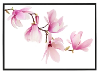 Magnolie