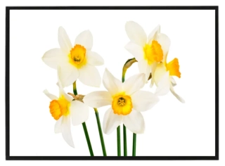 Narcisky