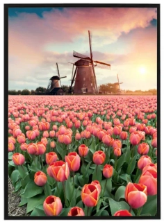 Větrný mlýn a tulipány