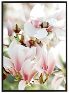 Magnolie 