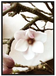 Spring blooms