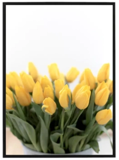 Yellow tulips
