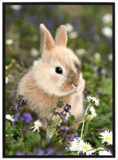 Easter bunny N1