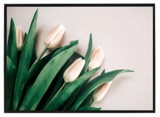 Tulipány PINK