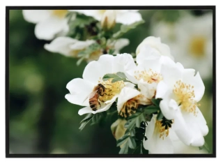 Spring nature