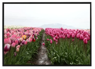 Plantáž tulipánů