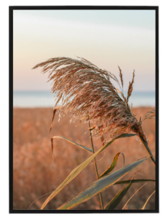 Pampas sea